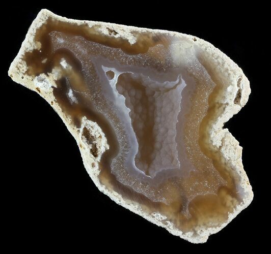 Agatized Fossil Coral Geode - Florida #51182